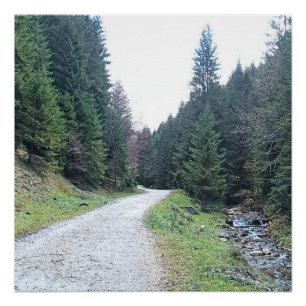 The Road Between Pines - Wild Nature Romania Poster