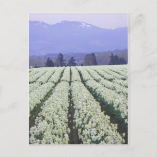 The road to paradise postcard