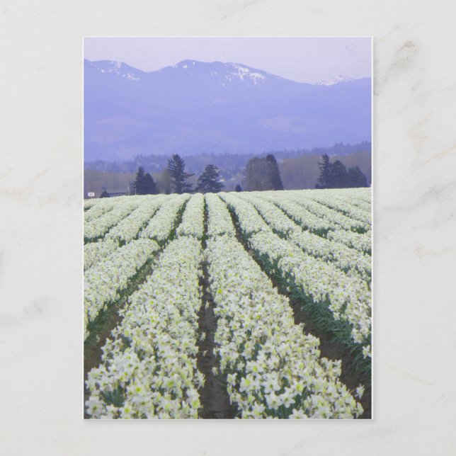 The road to paradise postcard (Front)