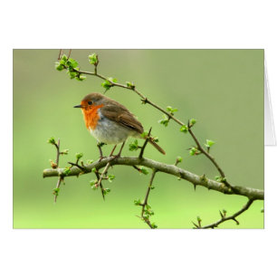 The Robin