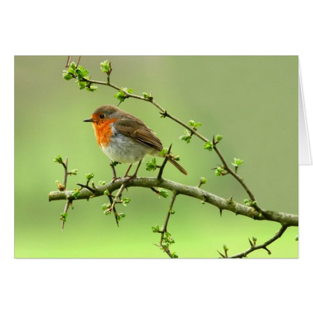 The Robin (Front Horizontal)