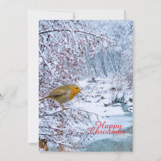 The Robin Holiday Card