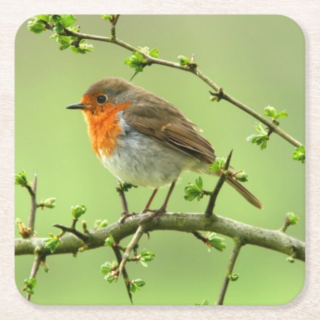 The Robin Square Paper Coaster (Front)