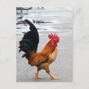 The Rooster Crossed The Road Postcard