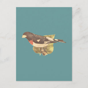 The Rose-breasted Grosbeak	Coccoborus ludovicianus Postcard