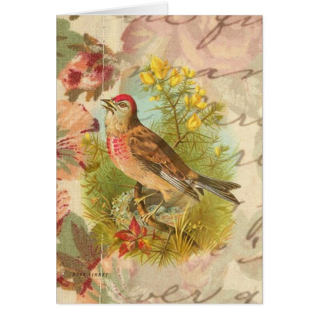 The Rose Linnet All Occasion Blank Greeting Card (Front)
