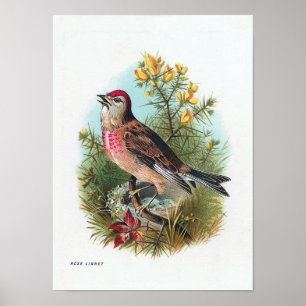 The Rose Linnet Poster