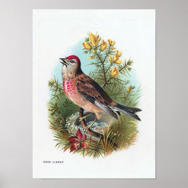The Rose Linnet Poster (Front)