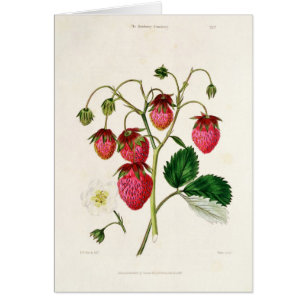 The Roseberry Strawberry, engraved by Watte