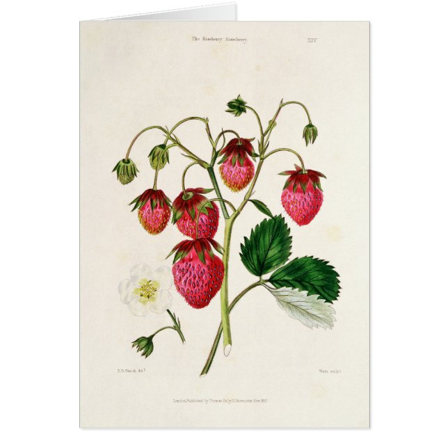 The Roseberry Strawberry, engraved by Watte (Front)