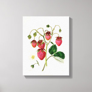 The Roseberry Strawberry, engraved by Watte Canvas Print