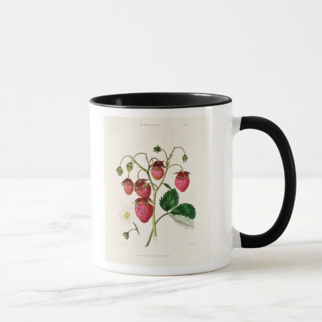 The Roseberry Strawberry, engraved by Watte Mug (Right)