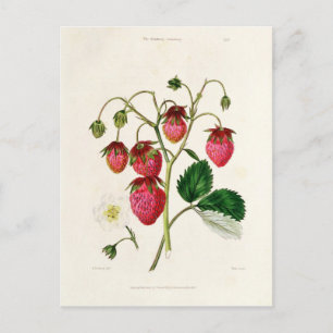 The Roseberry Strawberry, engraved by Watte Postcard