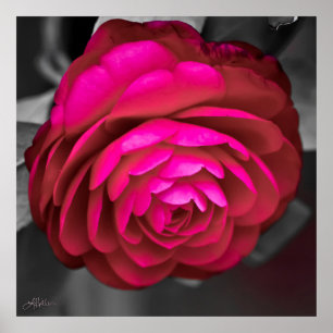 The Rosy Camellia Poster