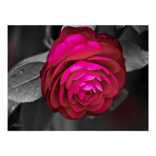 The Rosy Camellia  Poster (Front)