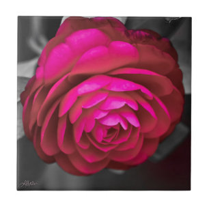 The Rosy Camellia  Tile