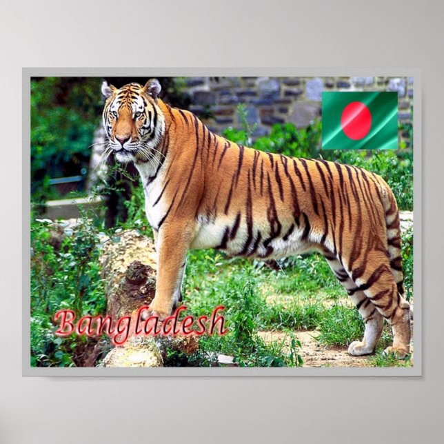 The Royal Bengal Tiger Poster (Front)