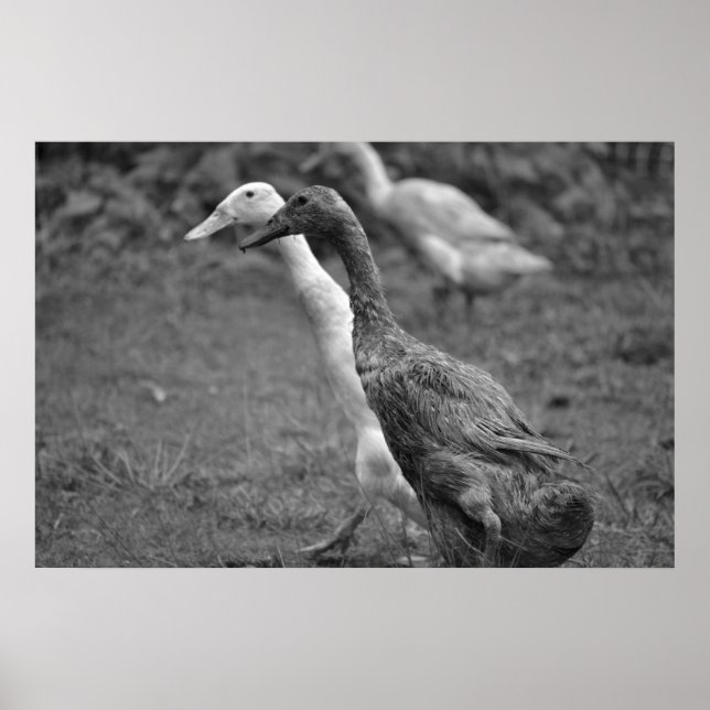 The Running of The Ducks Poster (Front)