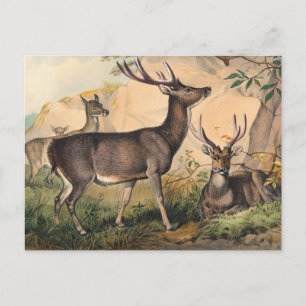 The Rusa Deer by Joseph Wolf Postcard