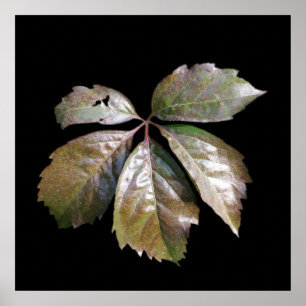 the rusty leaf poster