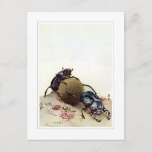 The Sacred Beetle Postcard