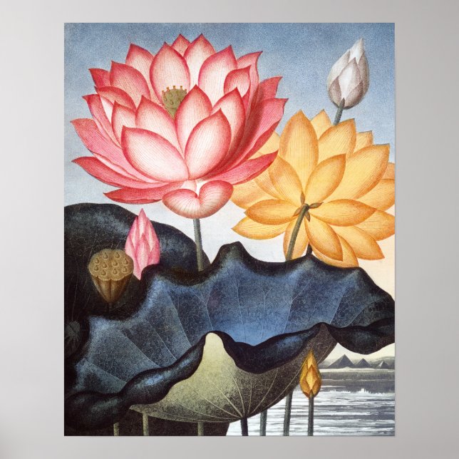 The sacred Egyptian bean Poster (Front)