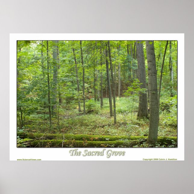 The Sacred Grove Poster (Front)