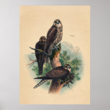 The Saker Falcon by Joseph Wolf