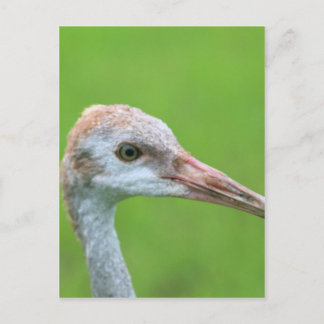The Sandhill Crane Teen Postcard
