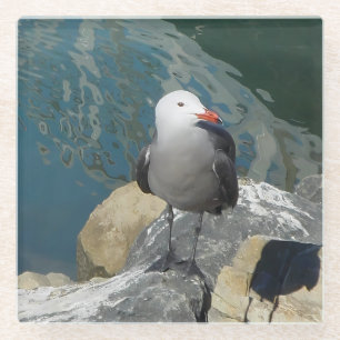 The Seagull Larry Day Ken Gauge Bird Photography Glass Coaster