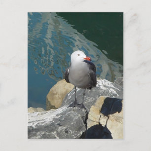 The Seagull Larry Day Ken Gauge Bird Photography Postcard