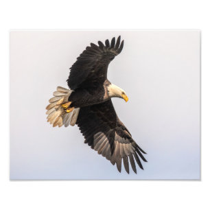 The Search For Prey Photo Print