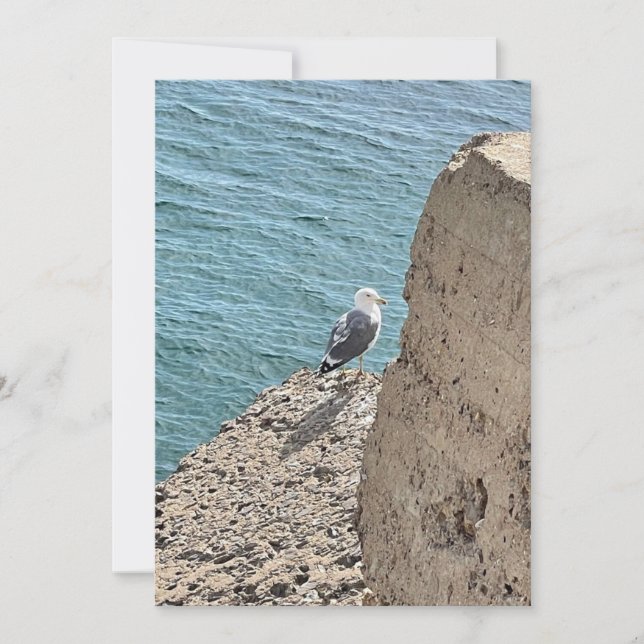 The seaside gull (Front)