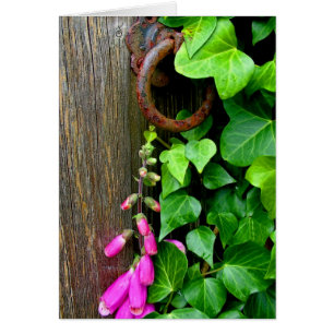 THE SECRET DOOR