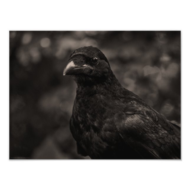 The Seeker Photo Print (Front)