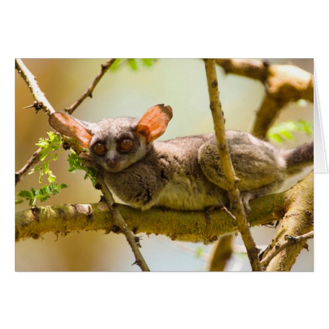 The Senegal Bushbaby (Galago Senegalensis) (Front Horizontal)
