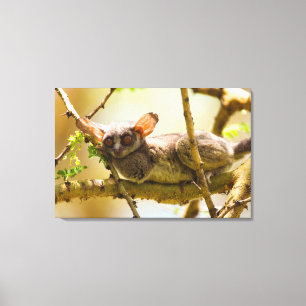 The Senegal Bushbaby (Galago Senegalensis) Canvas Print