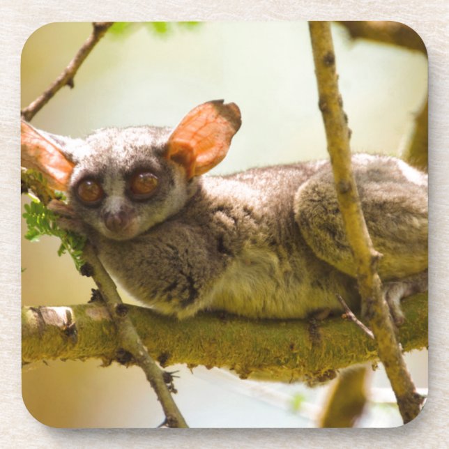 The Senegal Bushbaby (Galago Senegalensis) Coaster (Front)