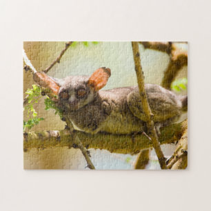 The Senegal Bushbaby (Galago Senegalensis) Jigsaw Puzzle