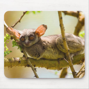 The Senegal Bushbaby (Galago Senegalensis) Mouse Mat