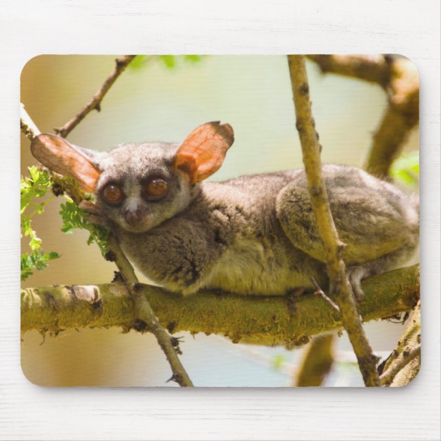 The Senegal Bushbaby (Galago Senegalensis) Mouse Mat (Front)