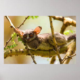 The Senegal Bushbaby (Galago Senegalensis) Poster