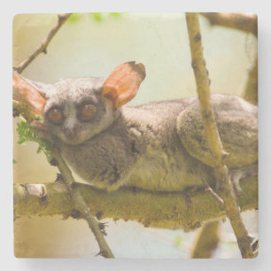 The Senegal Bushbaby (Galago Senegalensis) Stone Coaster