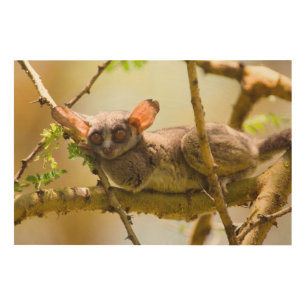 The Senegal Bushbaby (Galago Senegalensis) Wood Wall Art