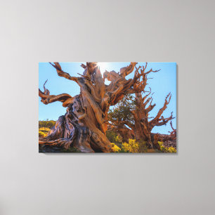 The Sentinel Tree Canvas Print