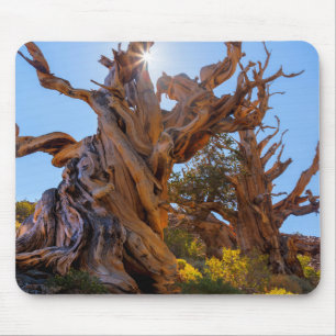 The Sentinel Tree Mouse Mat