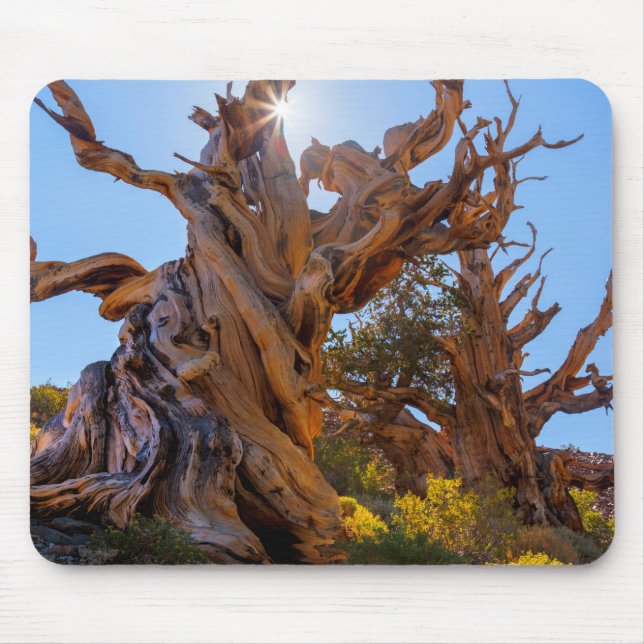 The Sentinel Tree Mouse Mat (Front)