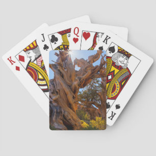The Sentinel Tree Playing Cards