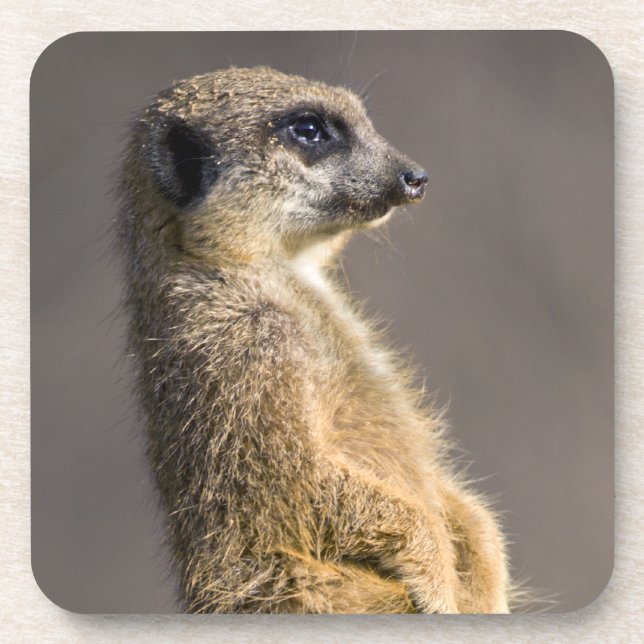 The Sentry Set of 6 Coasters (Front)