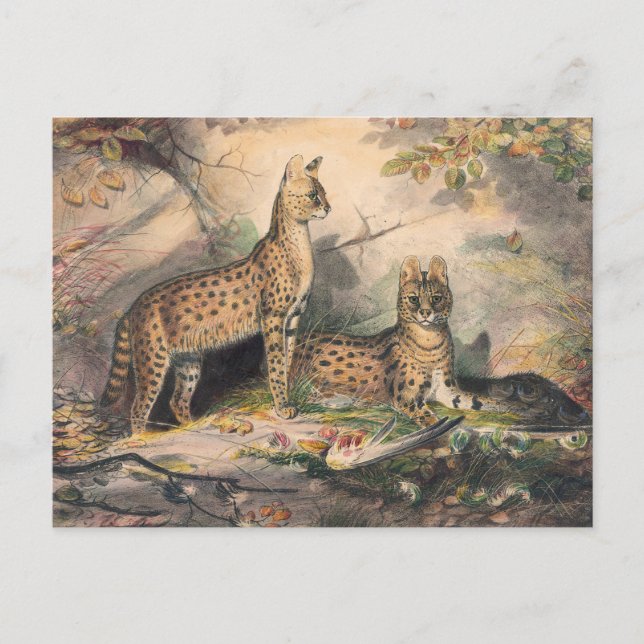 The Serval by Joseph Wolf Postcard (Front)